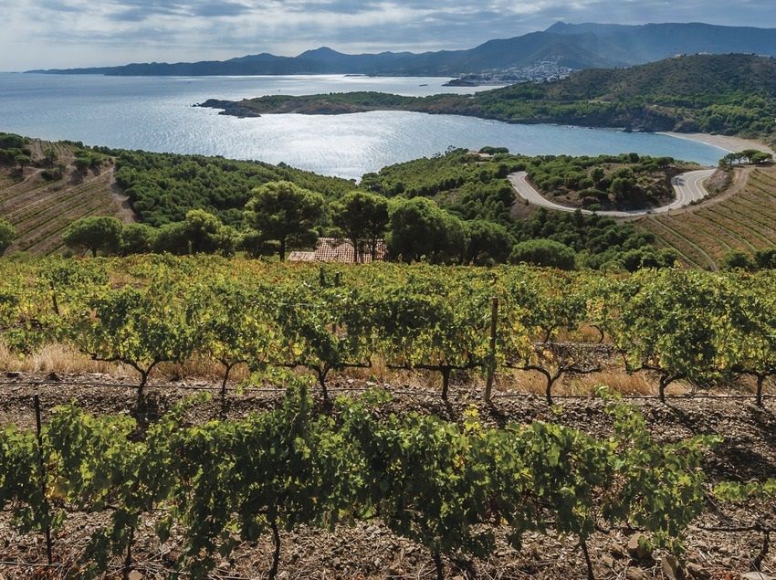 Vignobles de la Costa Brava